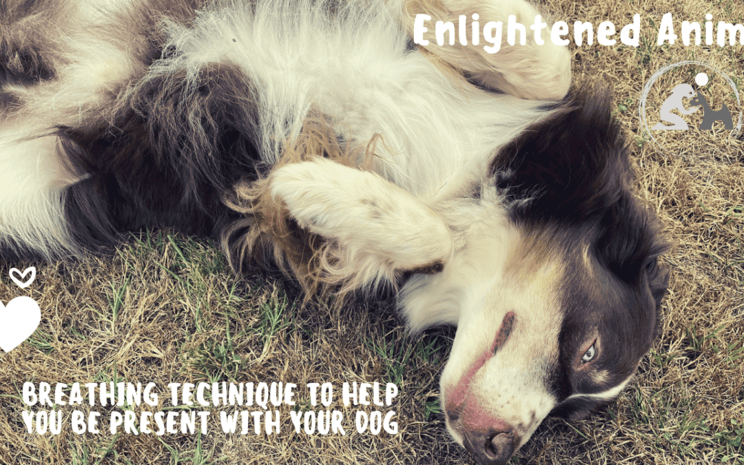 Breathing Technique To Help You Be Present With Your Dog
