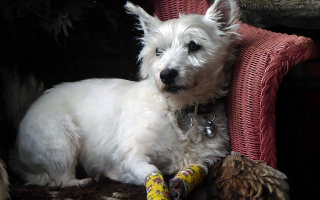 Best Dog First Aid Kit