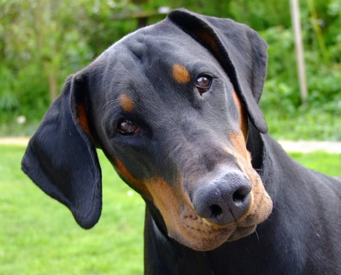 How Your Thoughts Shape Your Dog’s Behavior