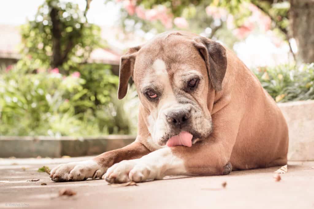 signs of pain in dogs