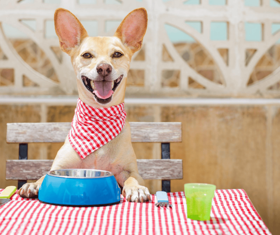 dog and food bowl