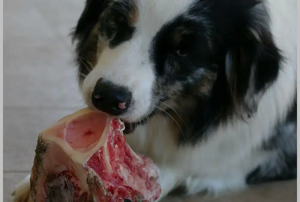 How to avoid common raw feeding mistakes