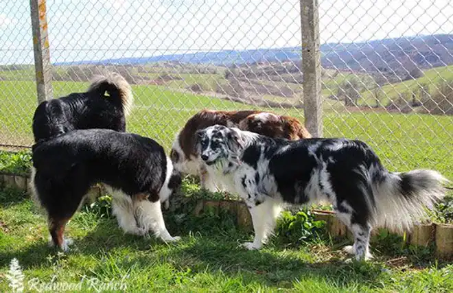 Group of dogs