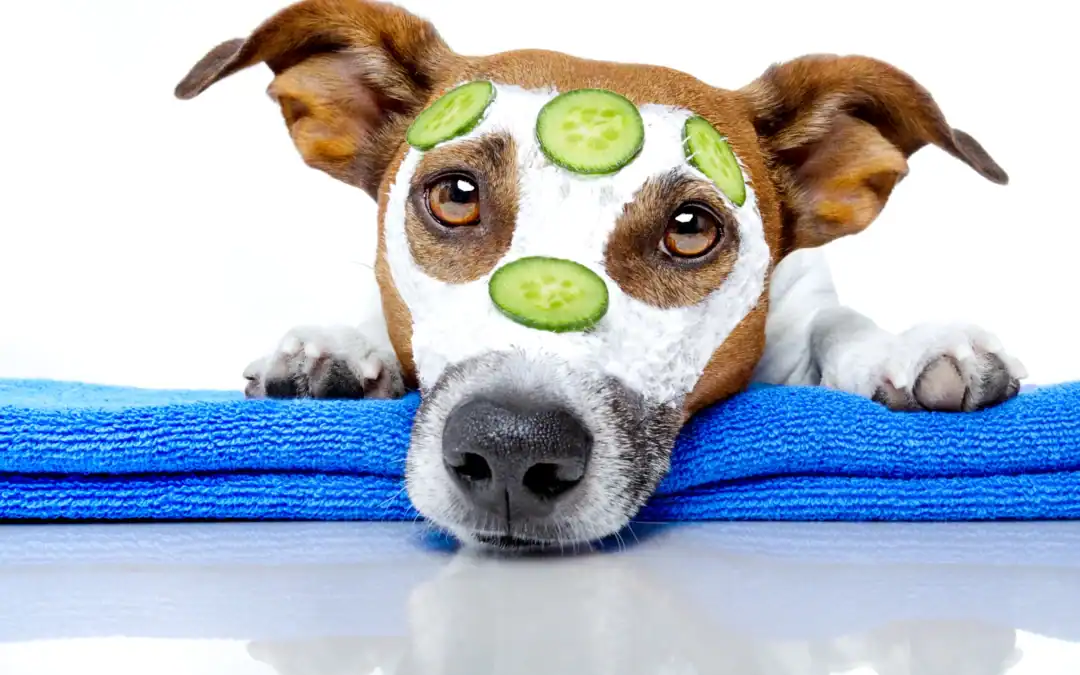 Dog Massage for Arthritis