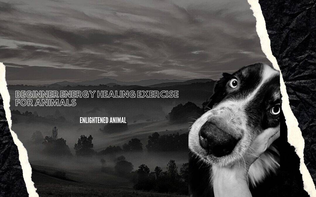 Beginner energy healing exercise for animals