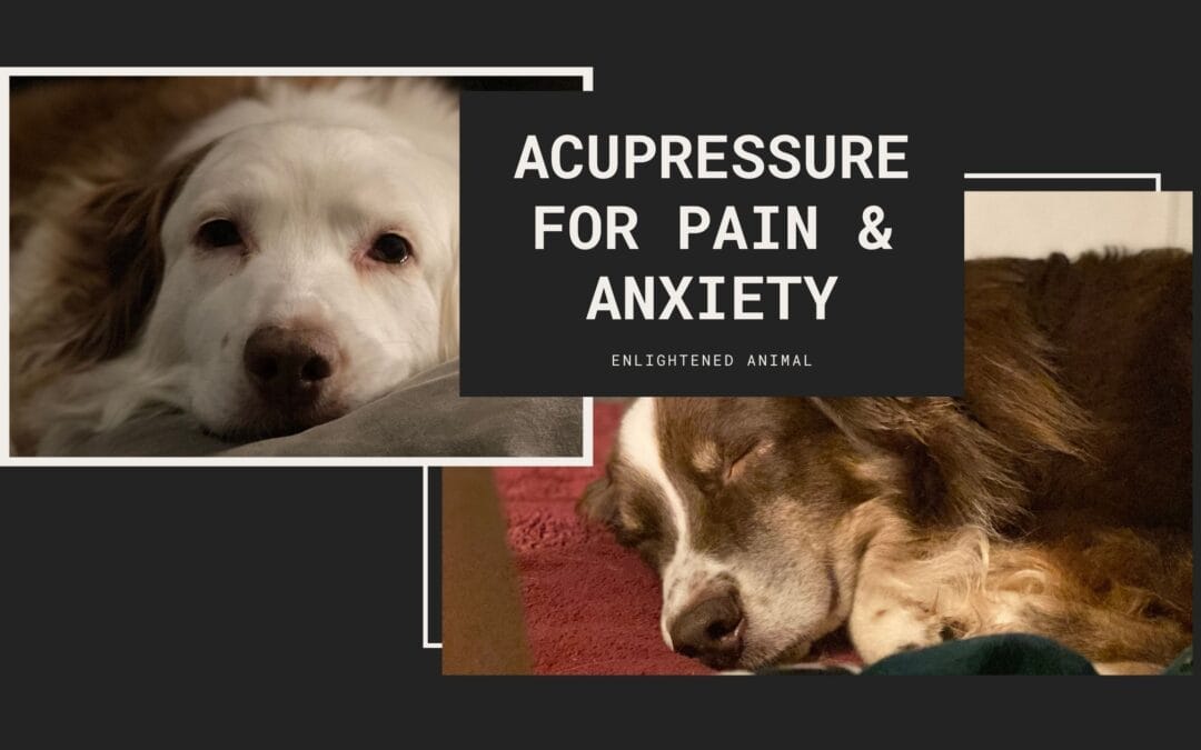 Acupressure Points for Pain & Anxiety in your Dog