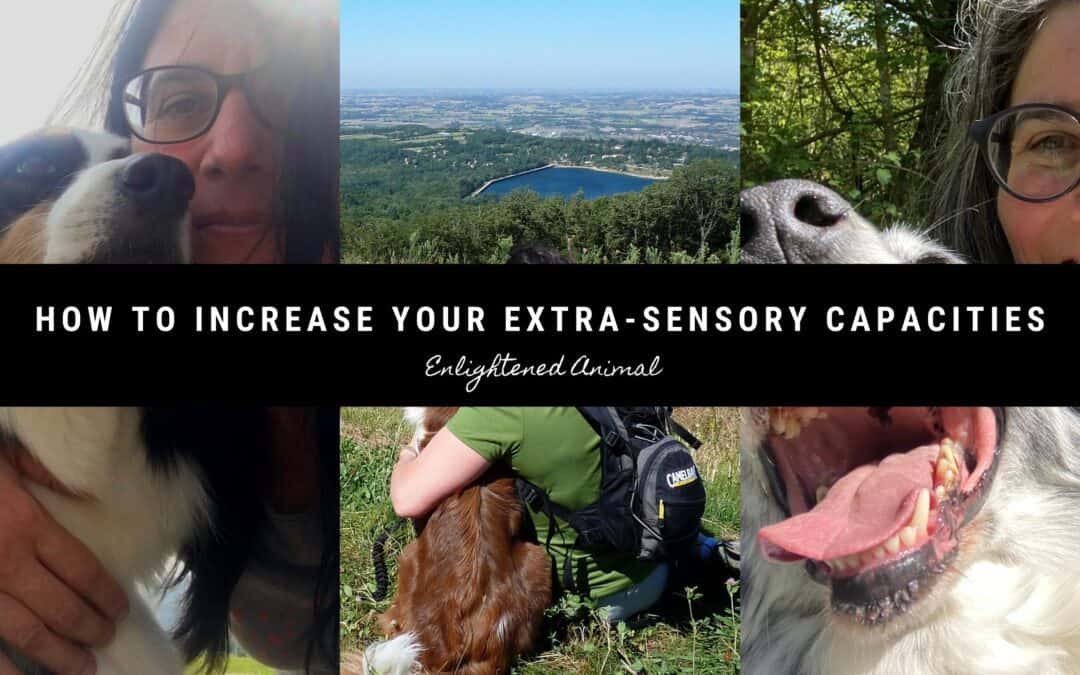 How to increase your extra-sensory capacities to start using energy healing with your dog