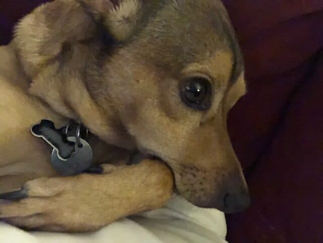 Hashbrown dog anxiety