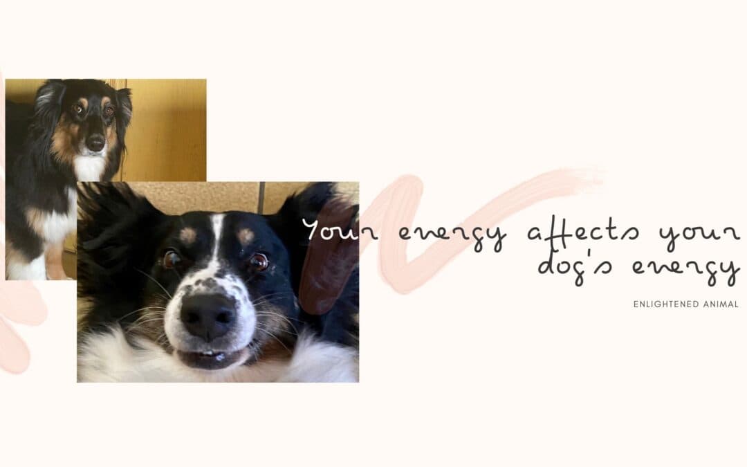 How your energy and mood affect your dog