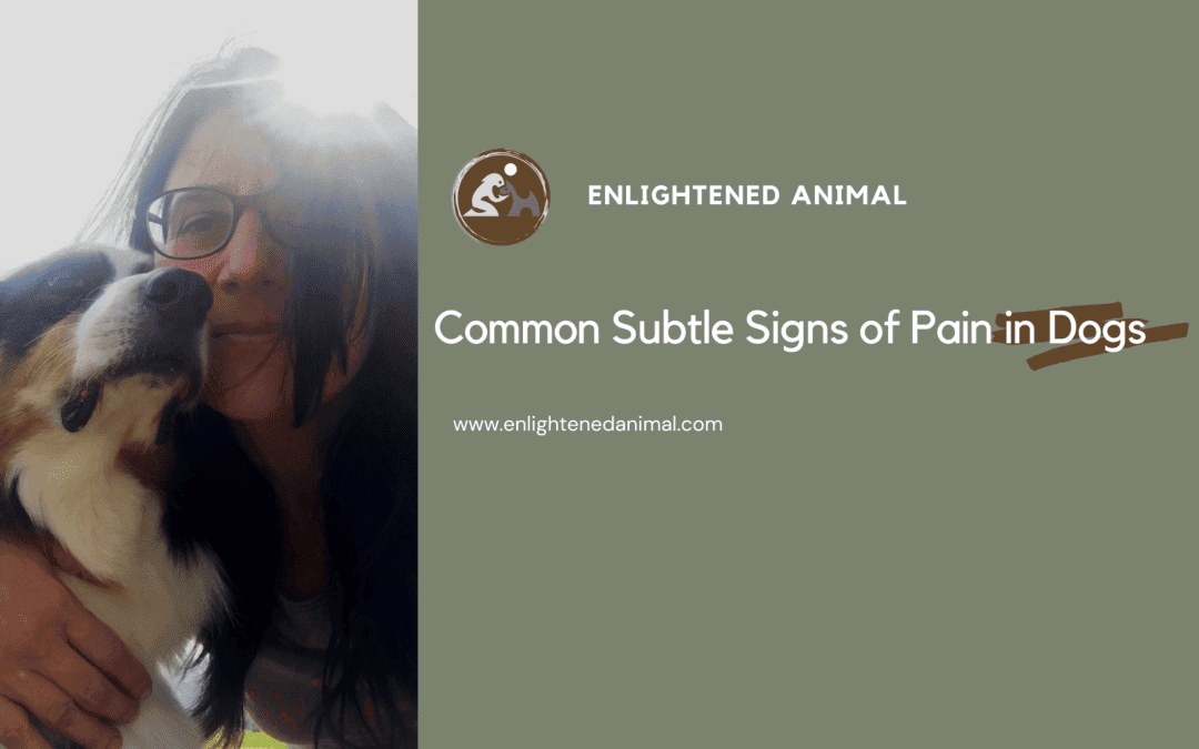 Common Subtle Signs of Pain in Dogs