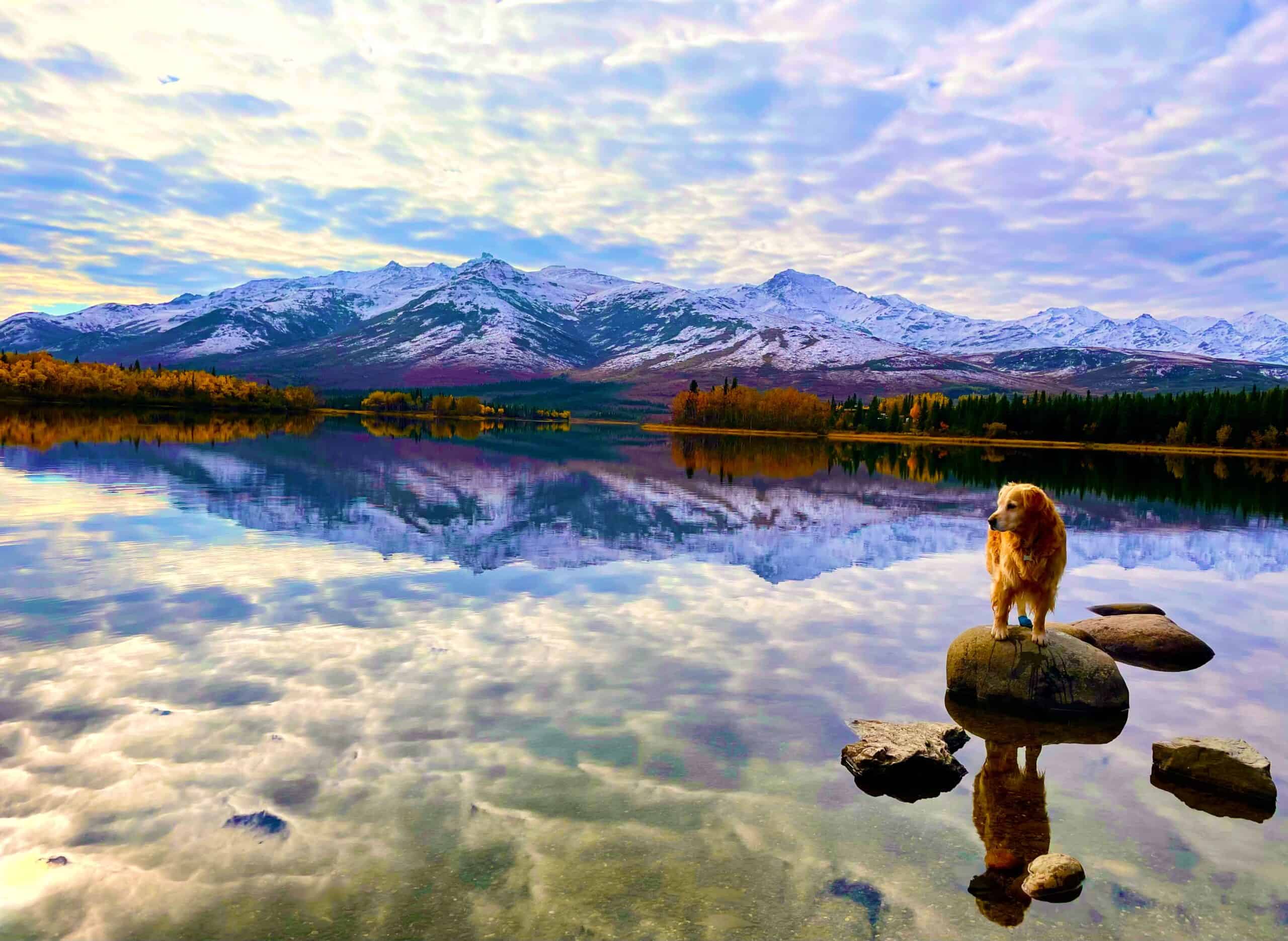 dog on lake