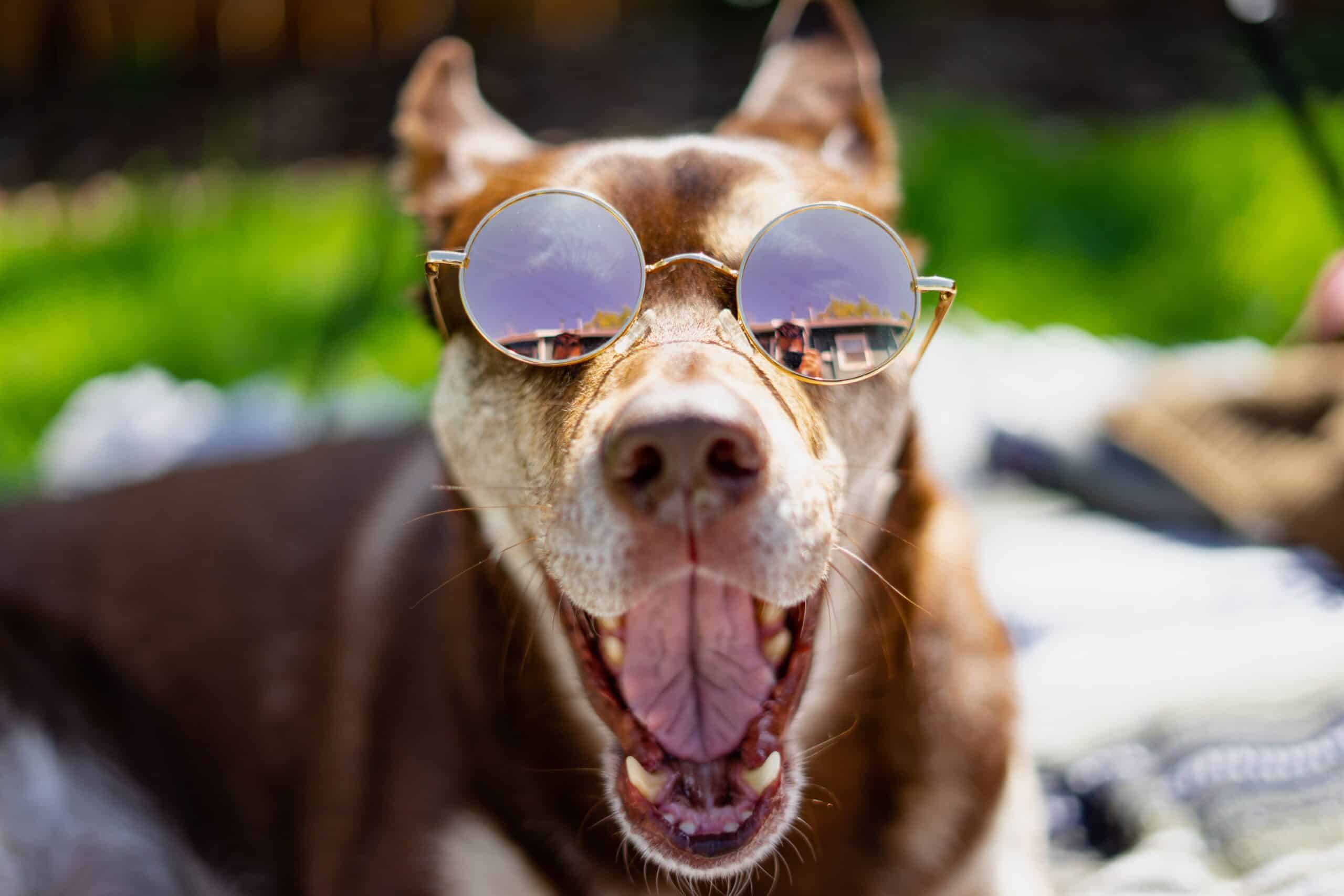 dog wearing glasses