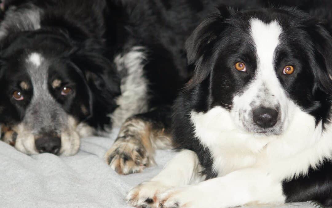 The Surprising Connection Between Physical and Energetic Issues in Dogs