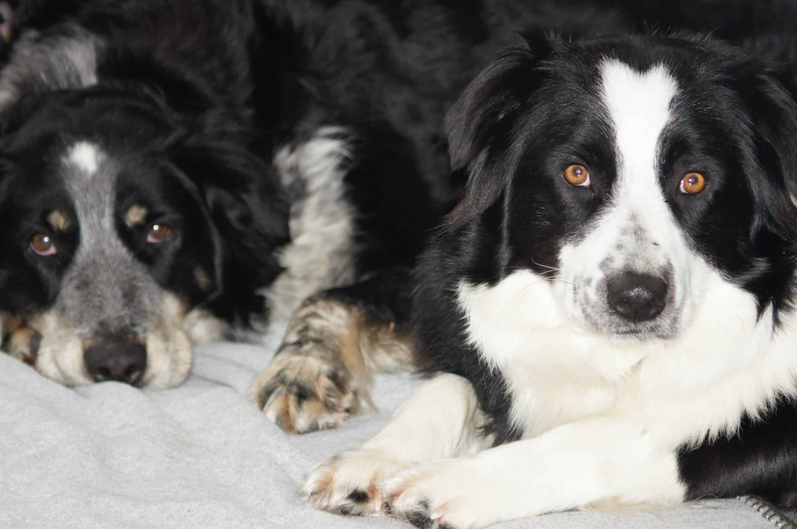 two dogs resting