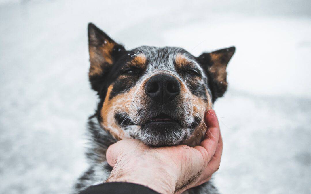 How to massage a dog