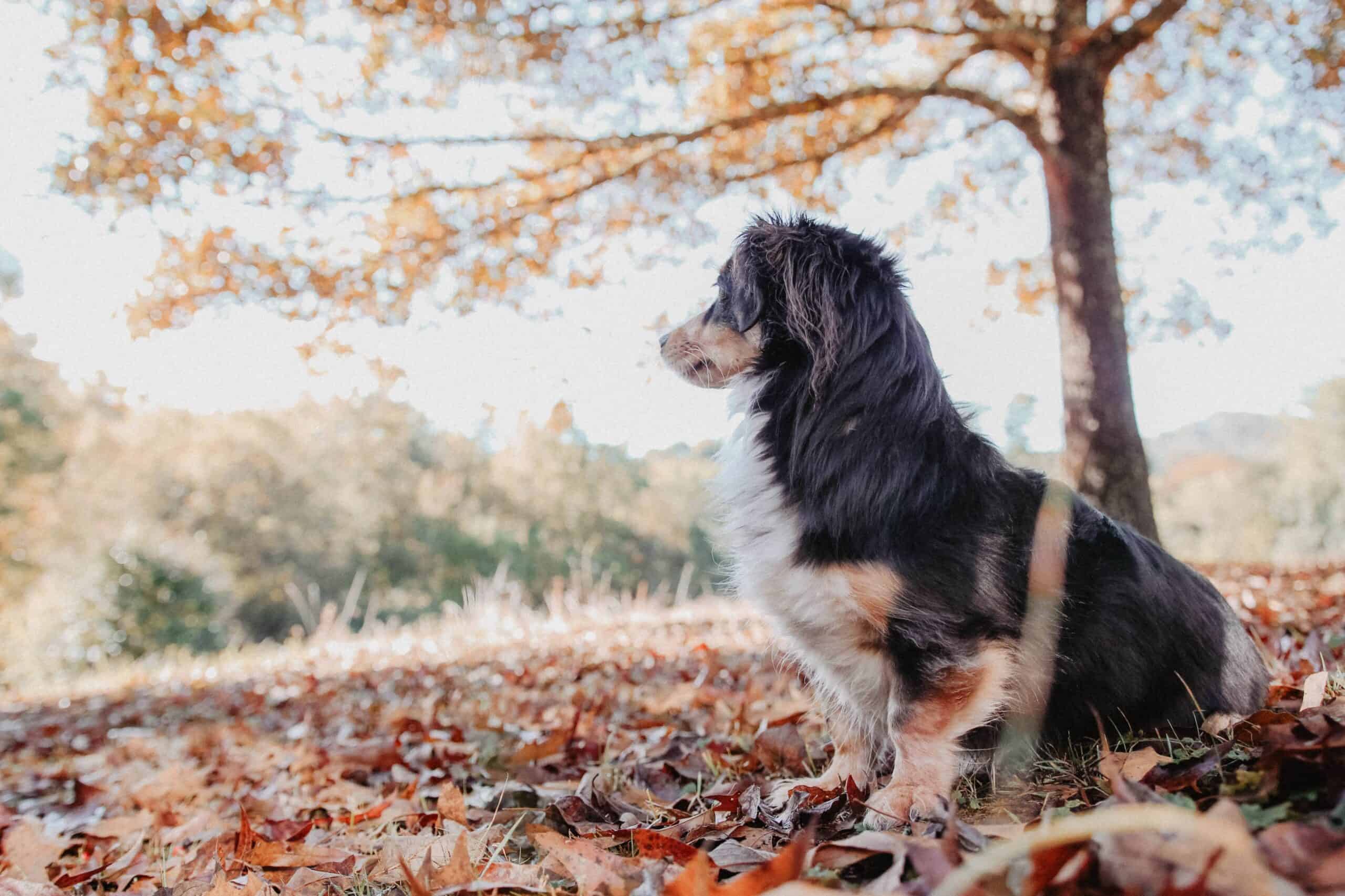 spiritual dog