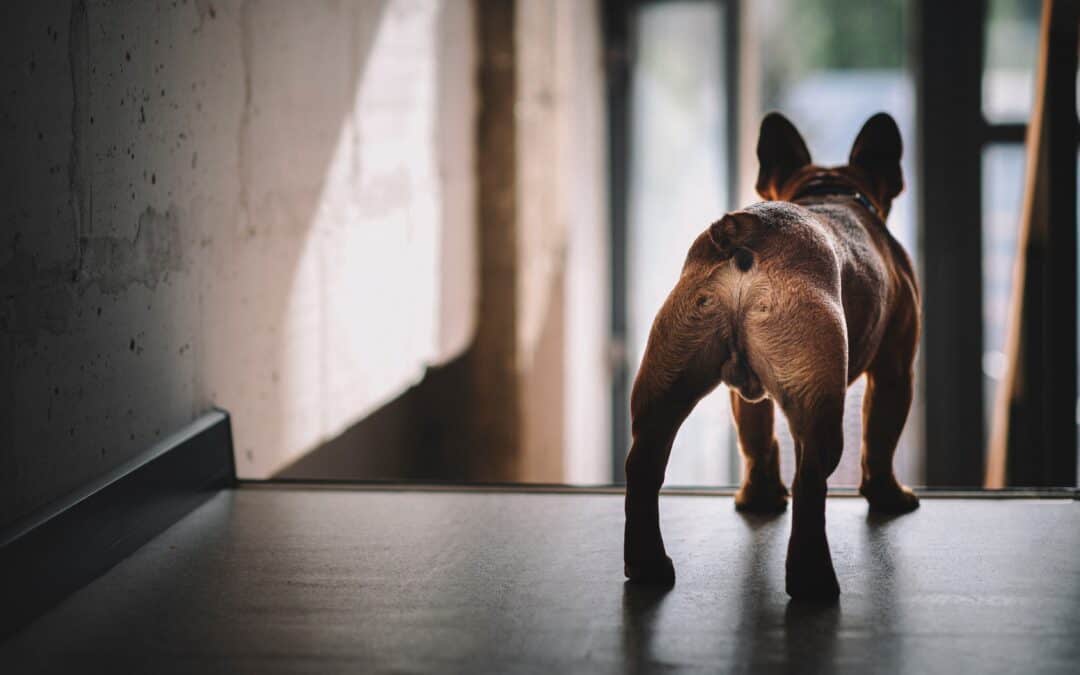 Natural Dewormer for Dogs
