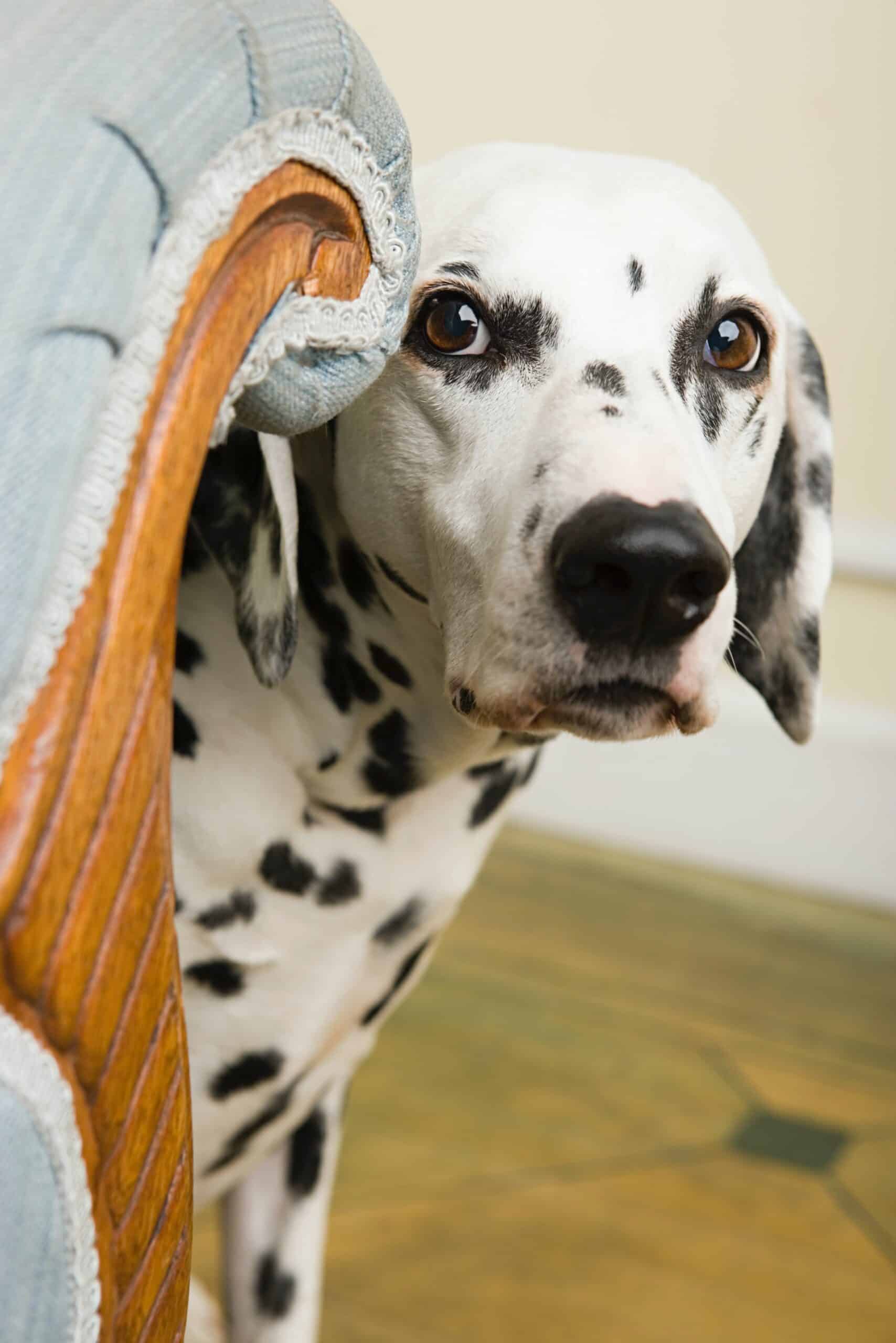 dog with anxiety