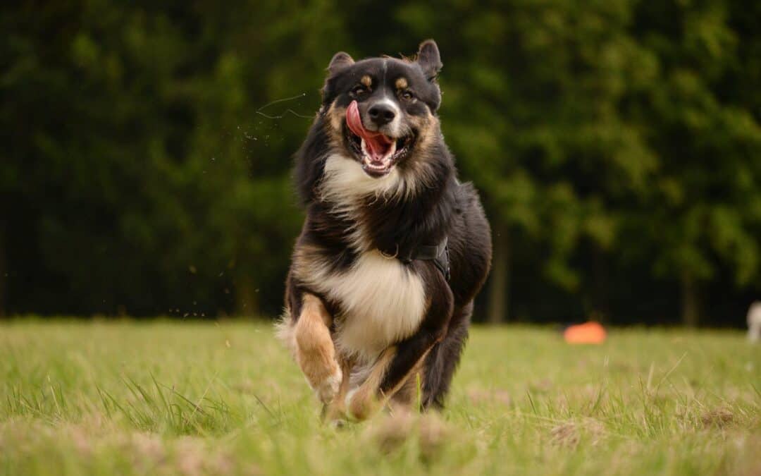 Interview with a Miracle Dog