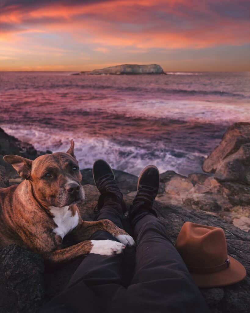 compassion to animals