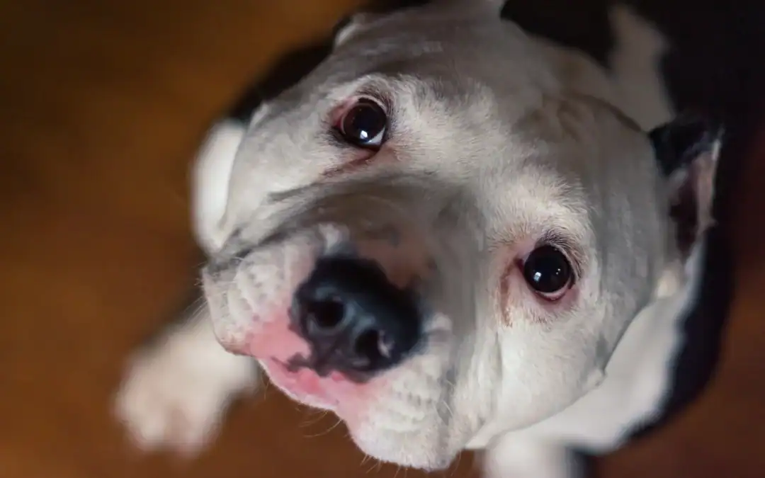 Homeopathic Medicine for Dogs