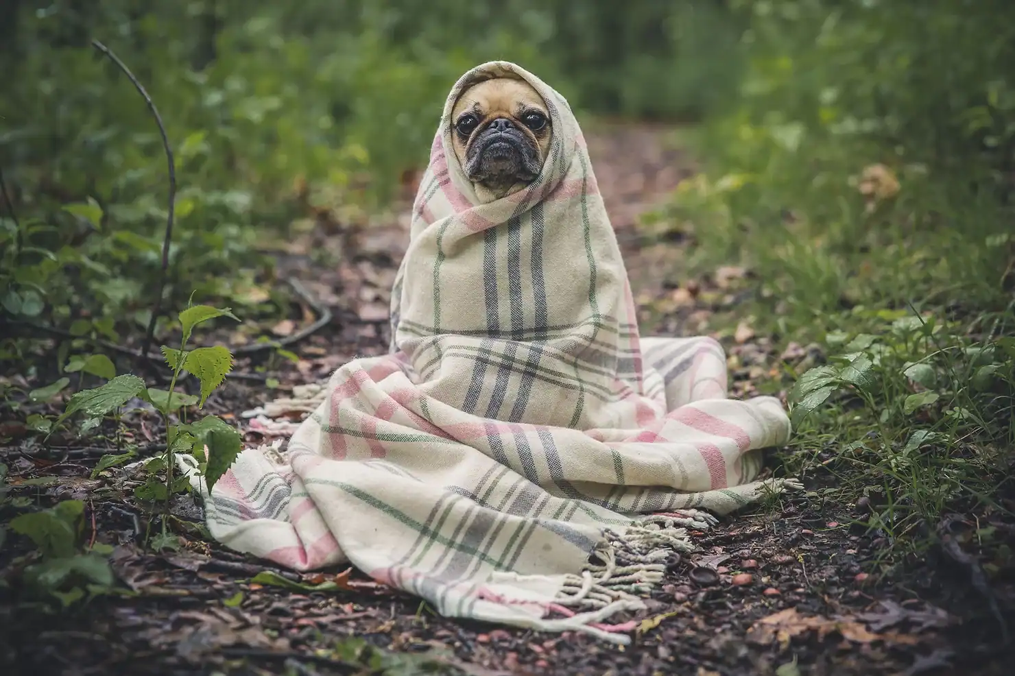 dog in blanket