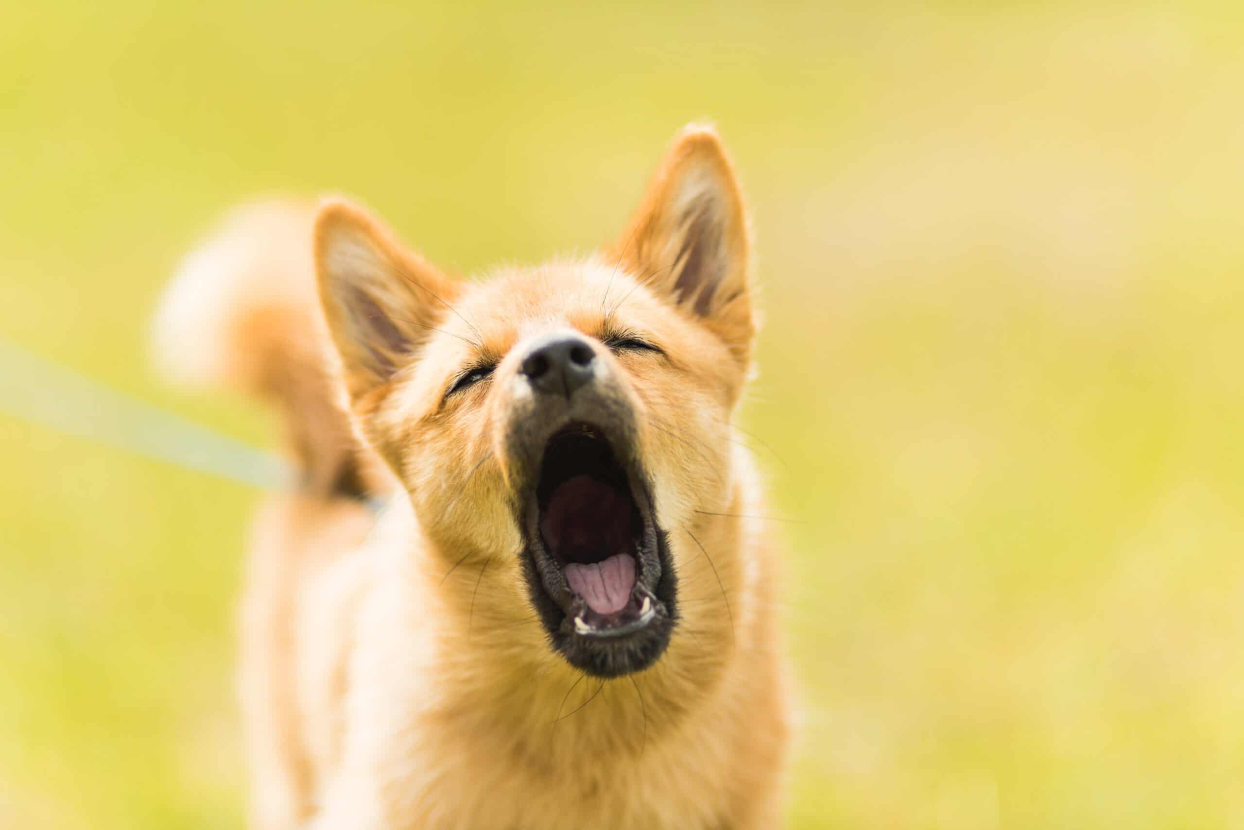dog talking