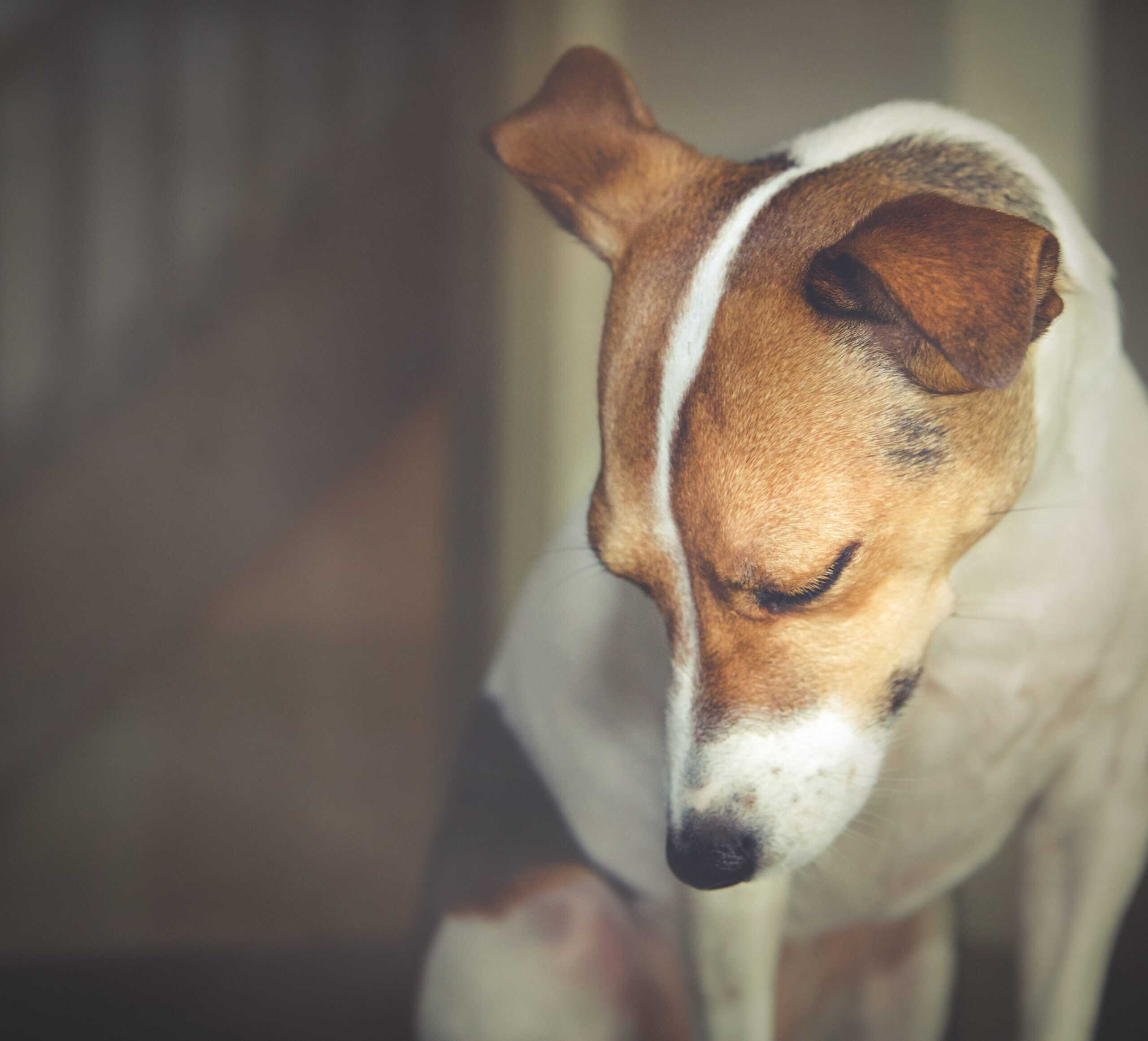 dog mourning
