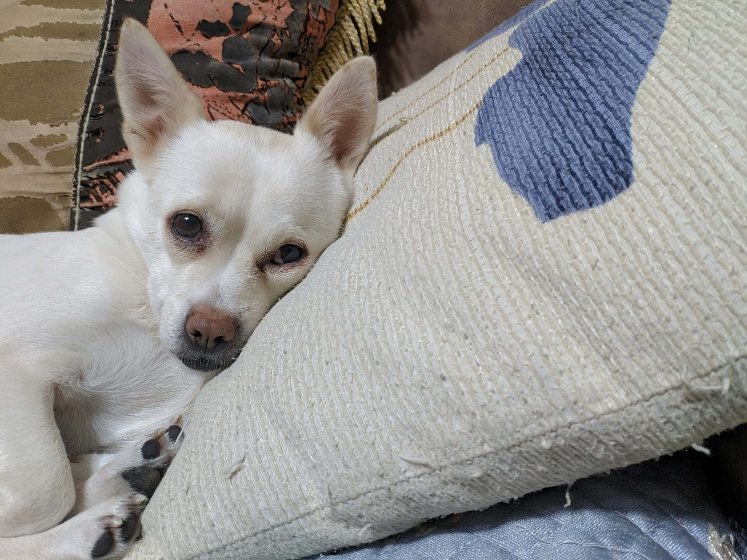 dog on pillow