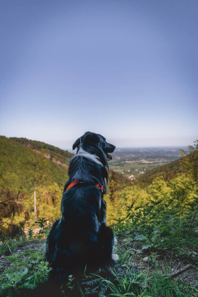 healing dog