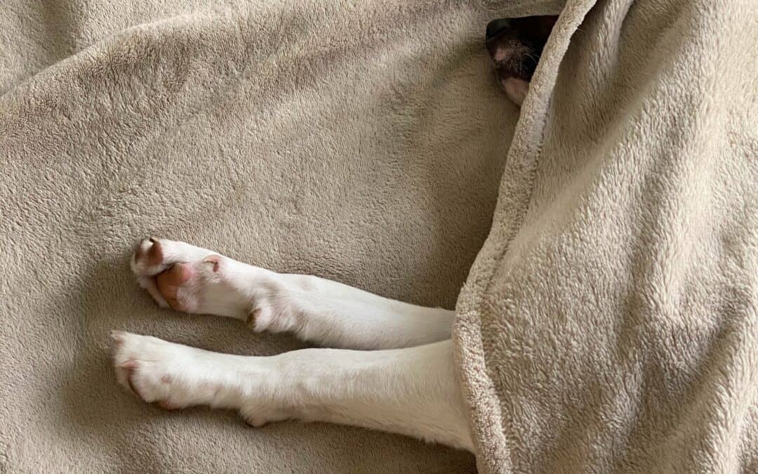 Natural Pain Reliever for Dogs