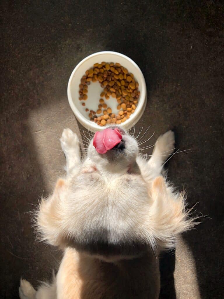 dog food labels