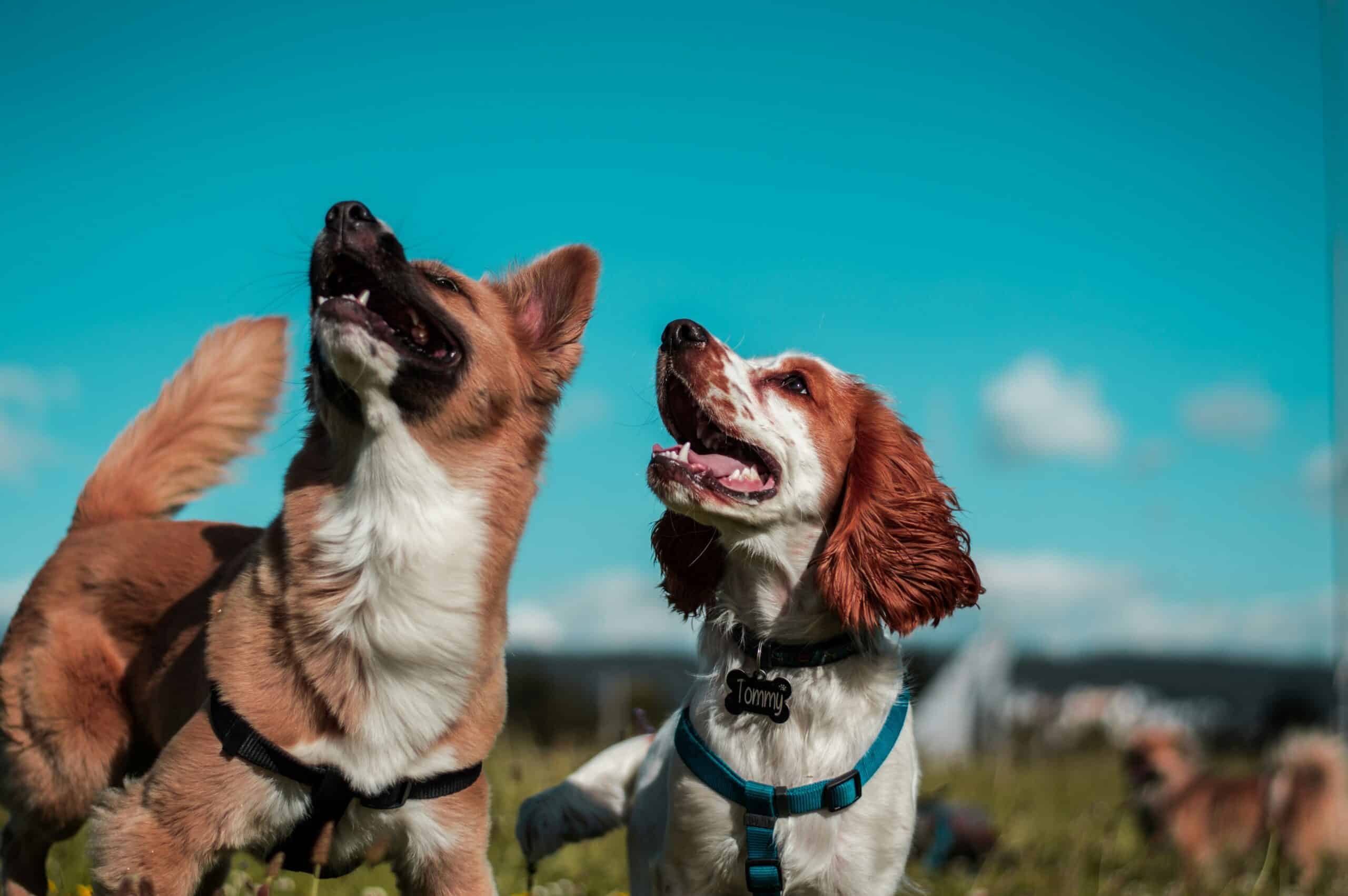 dogs who love their owner