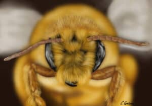 nature art, insect print, bee print