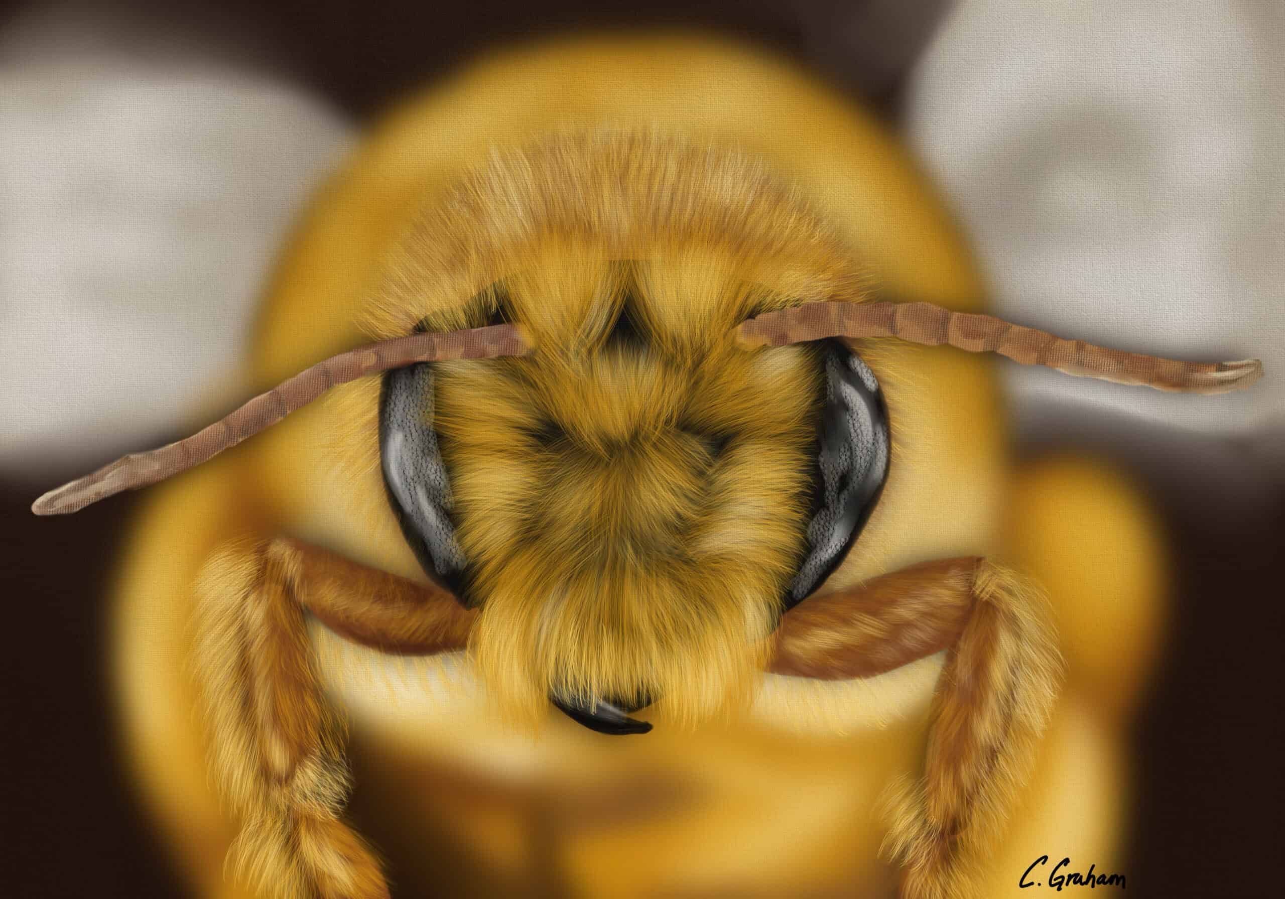 nature art, insect print, bee print