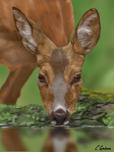 deer portrait, deer art, wildlife print