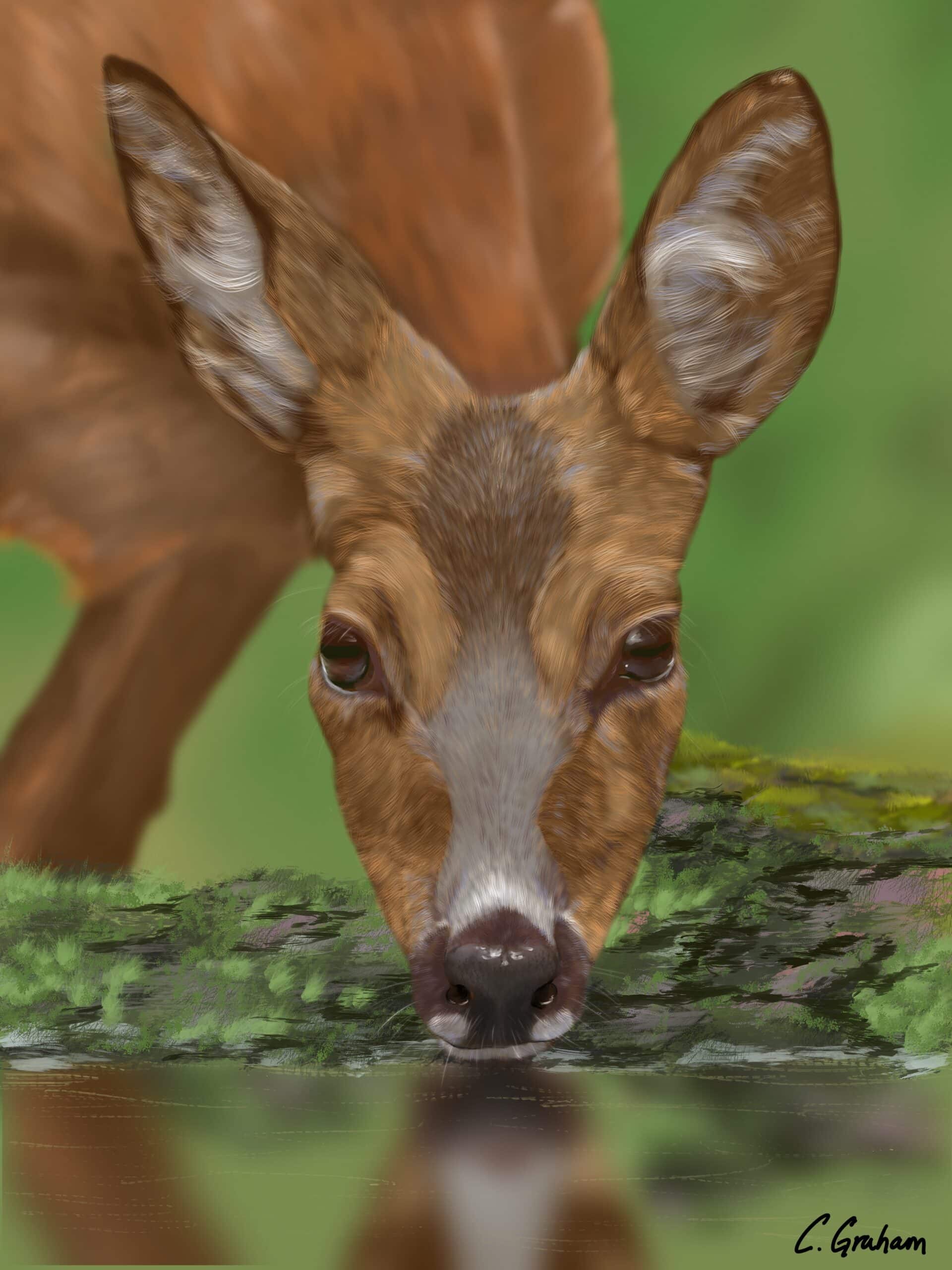 deer portrait, deer art, wildlife print