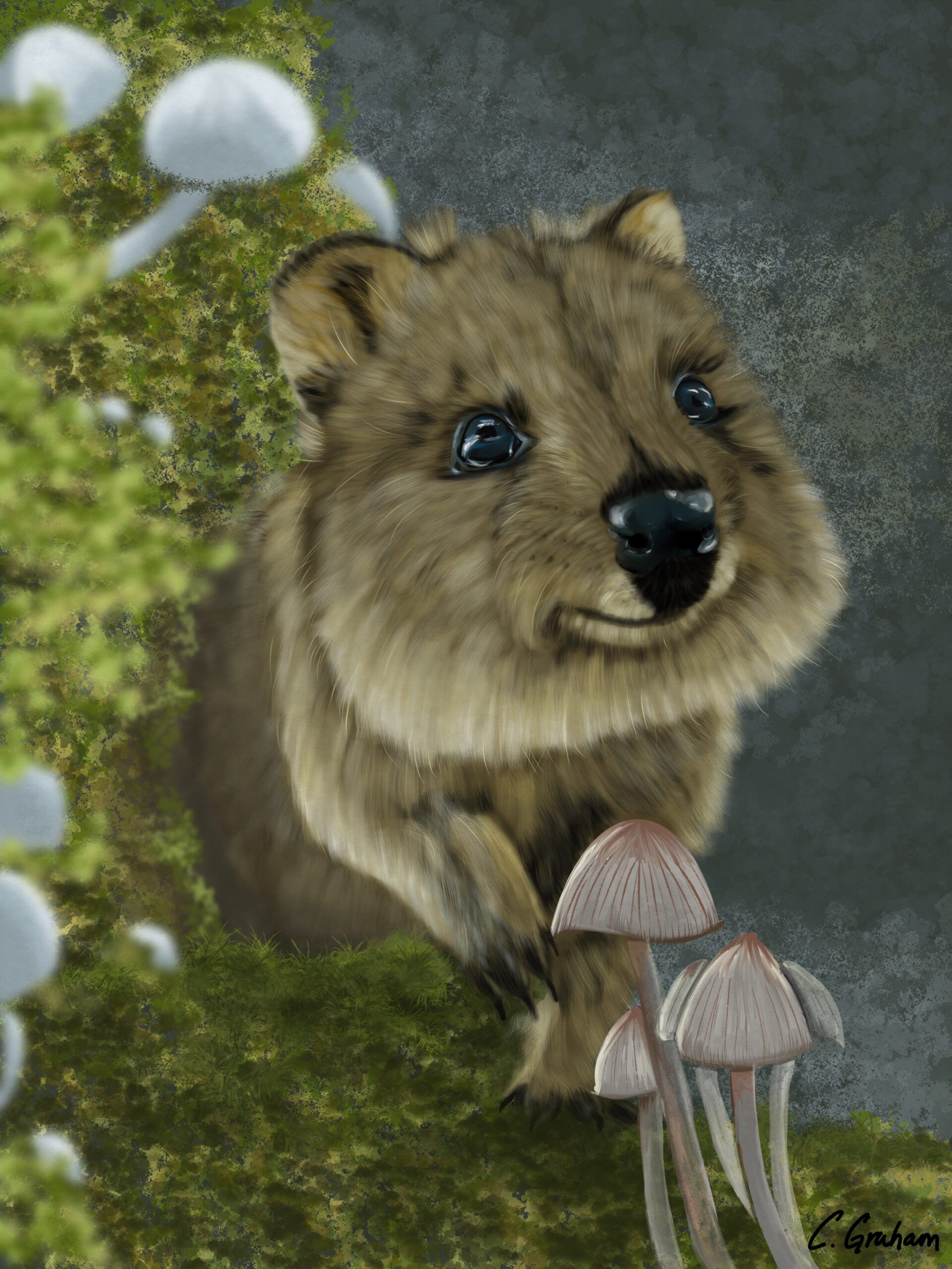 australian wildlife, wildlife art, animal print, quokka